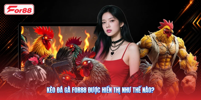 Kèo Đá Gà FOR88 Được Hiển Thị Như Thế Nào?
